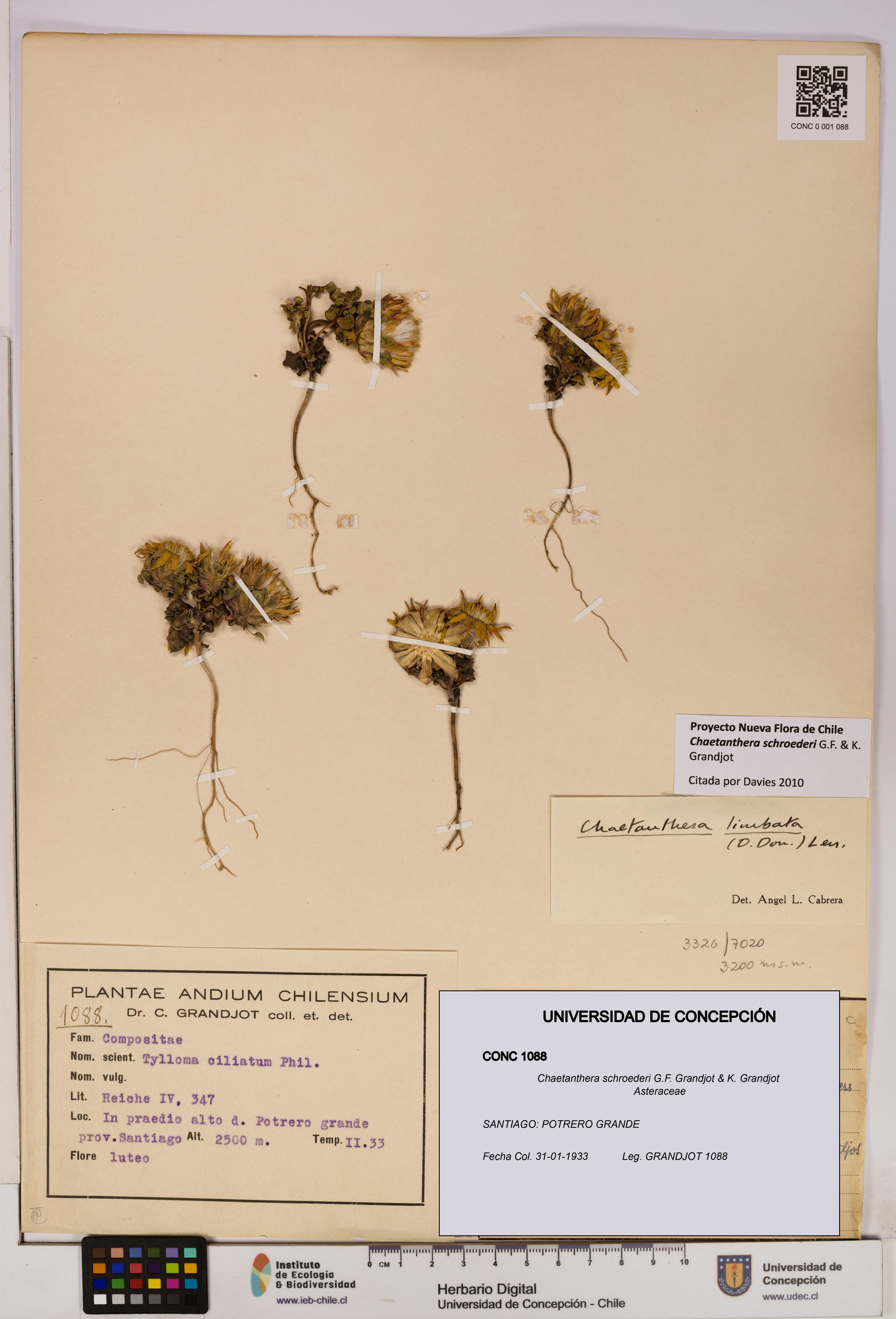Chaetanthera schroederi [Espécimen: UDEC:CONC:0001088]