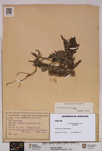 Leucheria congesta [Espécimen: UDEC:CONC:0001094]