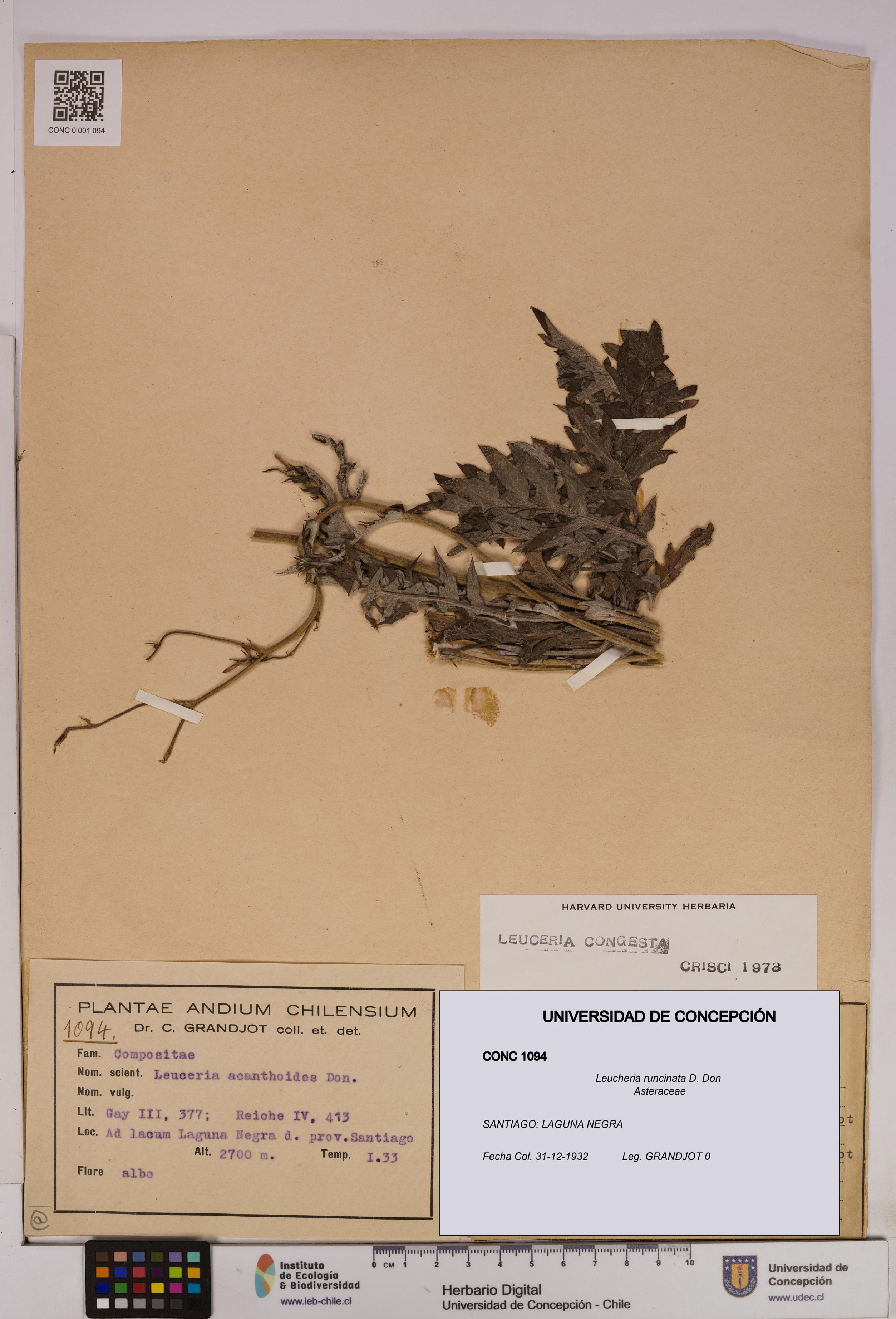 Leucheria runcinata [Espécimen: UDEC:CONC:0001094]