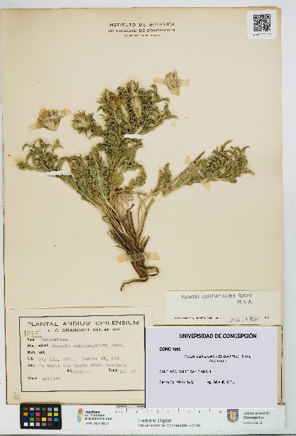 Perezia carthamoides [Espécimen: UDEC:CONC:0001095]