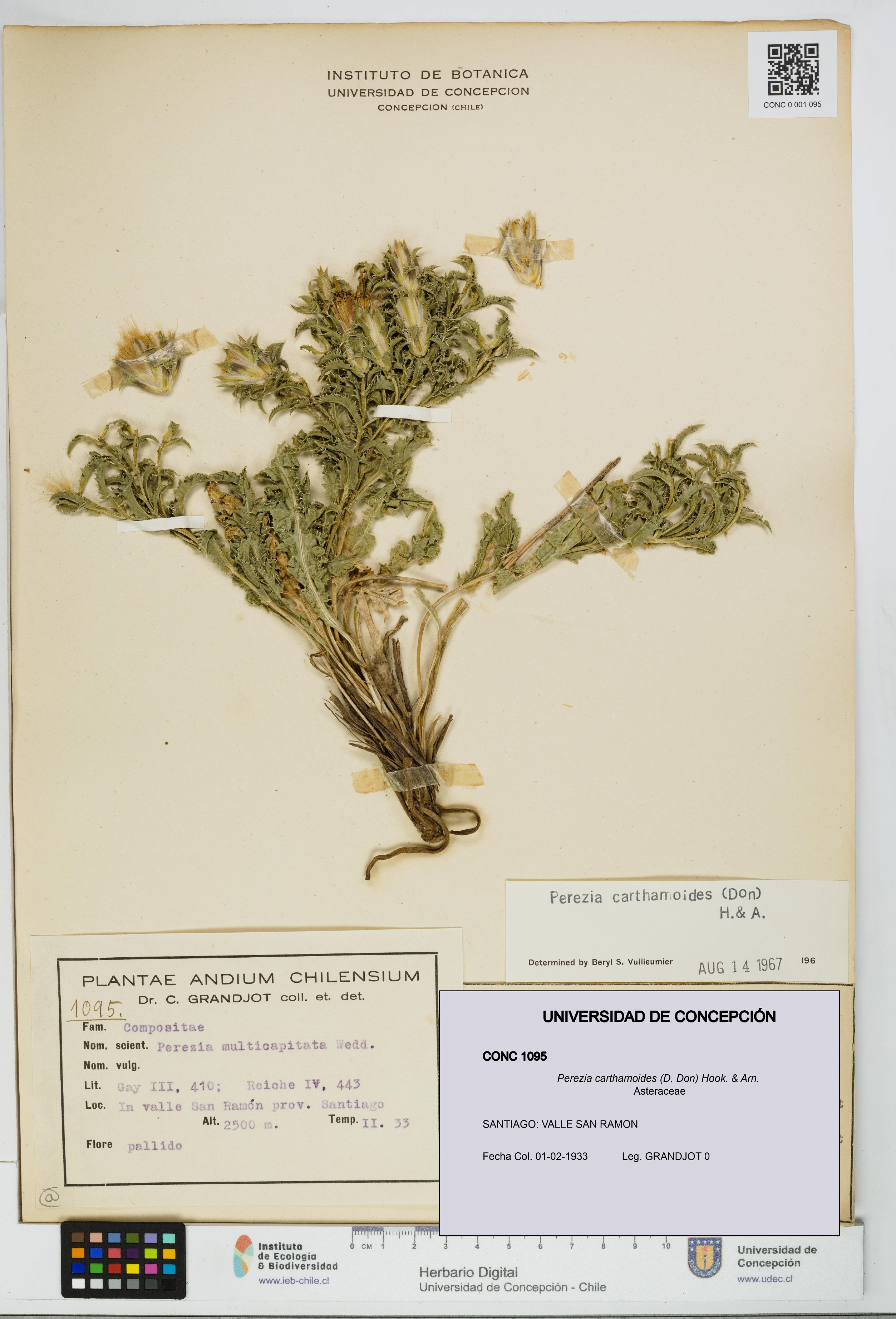 Perezia carthamoides [Espécimen: UDEC:CONC:0001095]