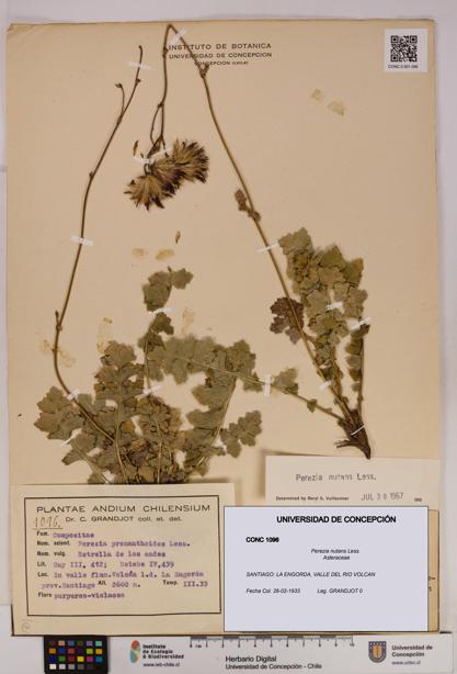 Perezia nutans [Espécimen: UDEC:CONC:0001096]