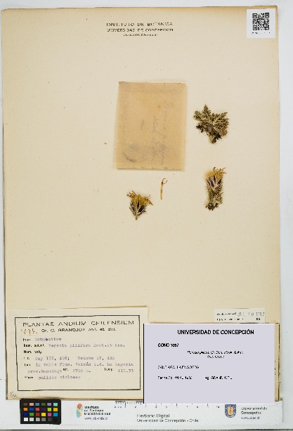 Perezia pilifera [Espécimen: UDEC:CONC:0001097]