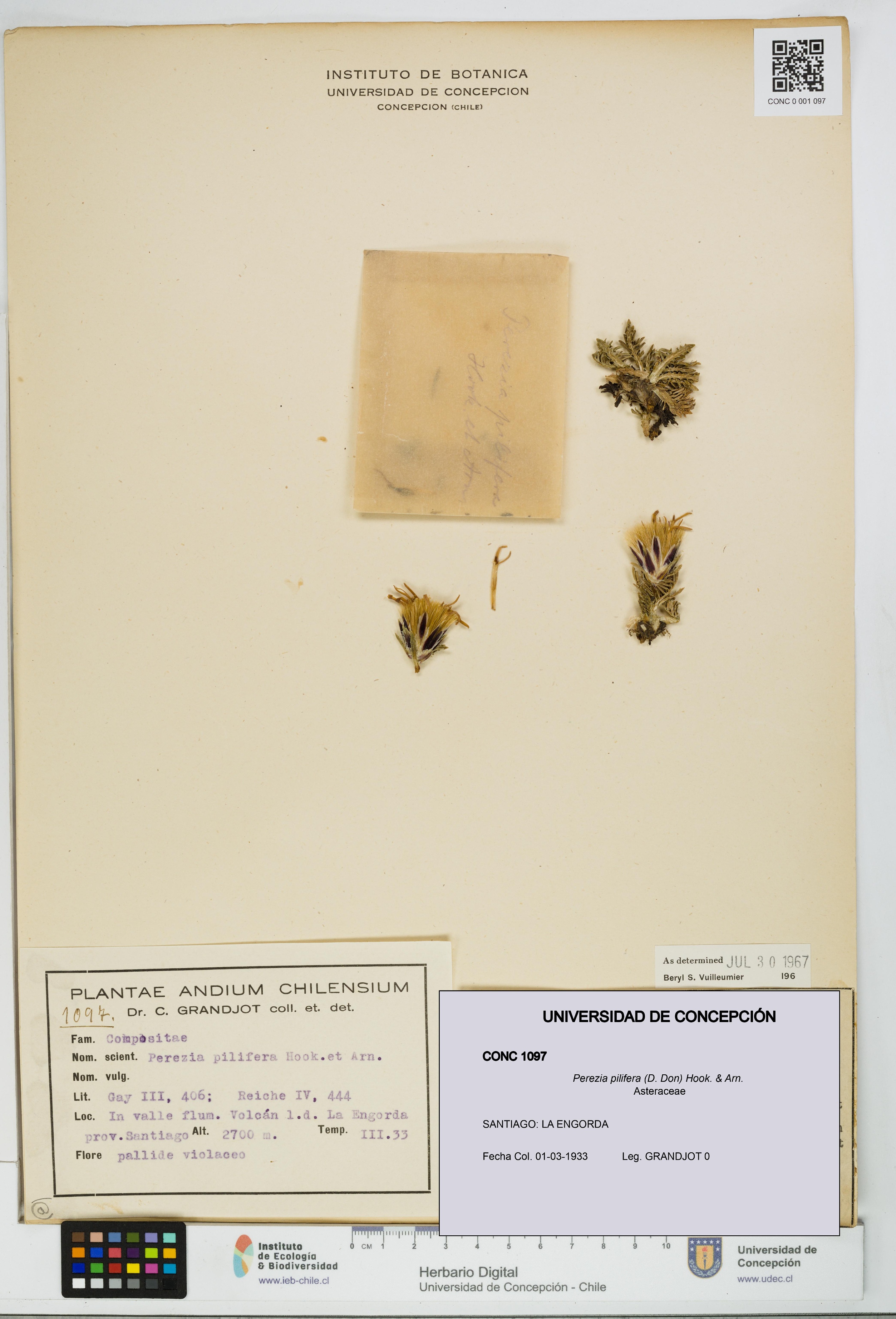 Perezia pilifera [Espécimen: UDEC:CONC:0001097]