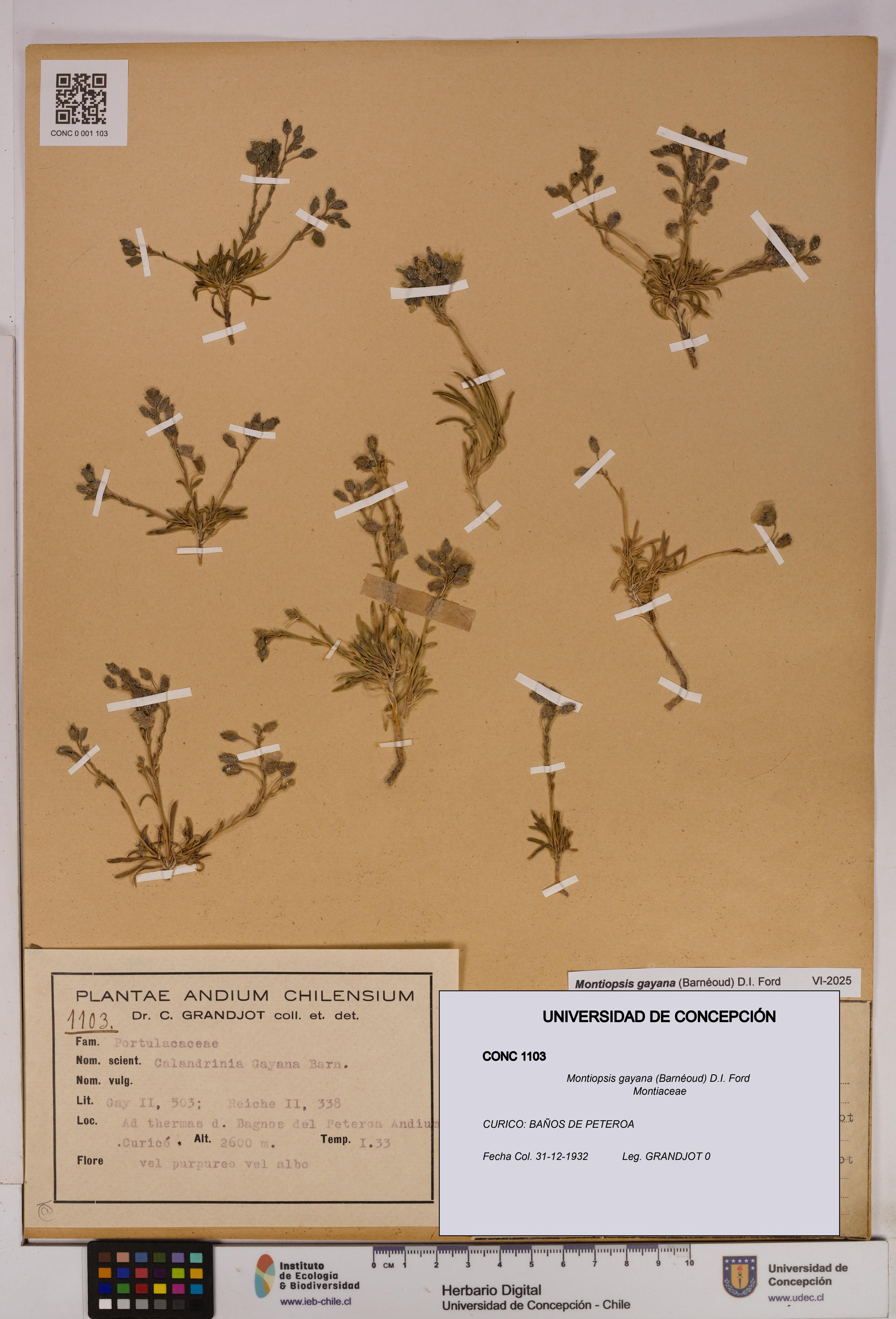 Montiopsis gayana [Espécimen: UDEC:CONC:0001103]
