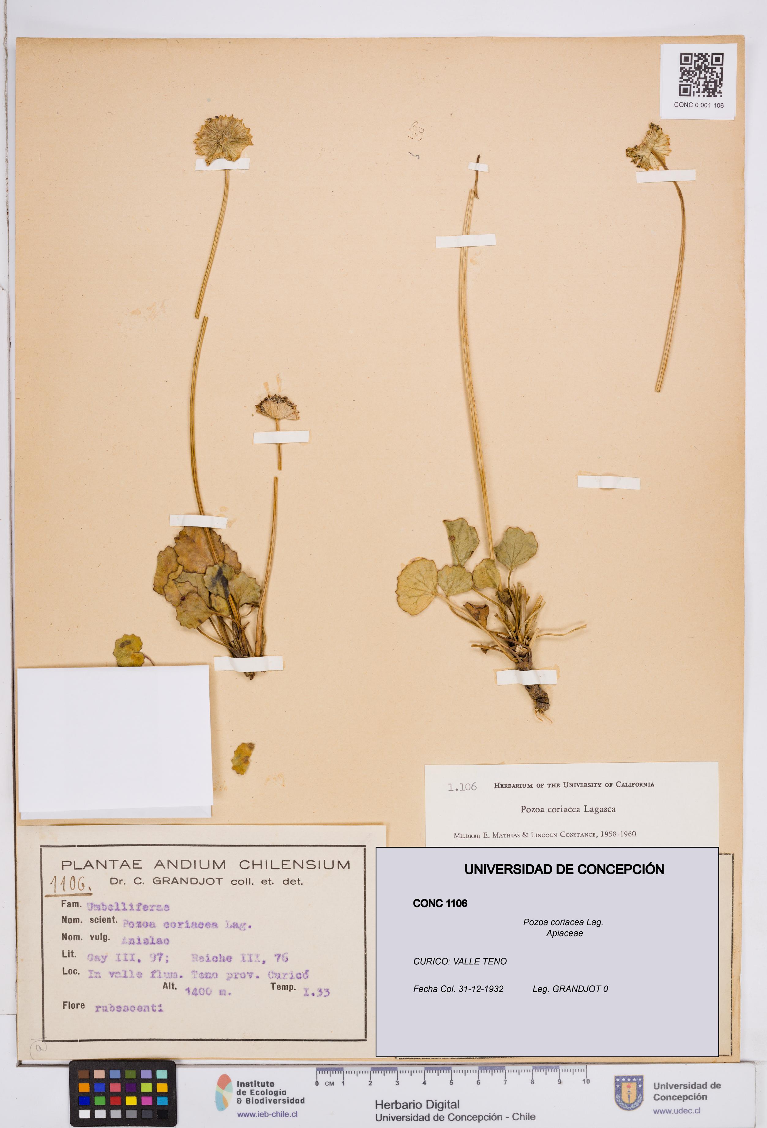 Pozoa coriacea [Espécimen: ]