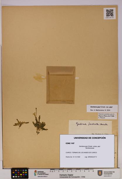 Gentiana gayi [Espécimen: UDEC:CONC:0001107]