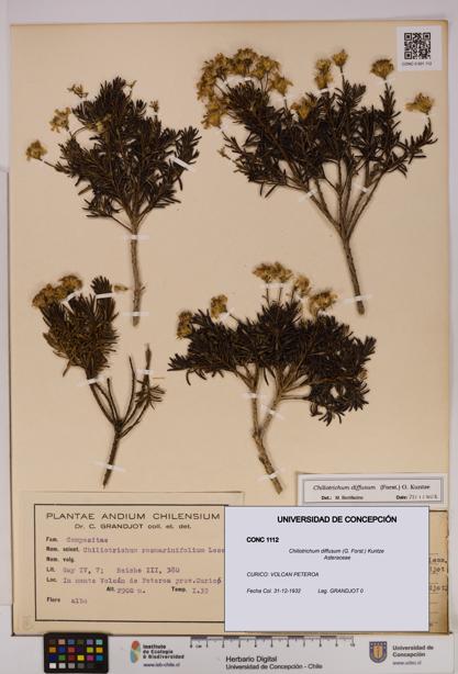 Chiliotrichum diffusum [Espécimen: UDEC:CONC:0001112]