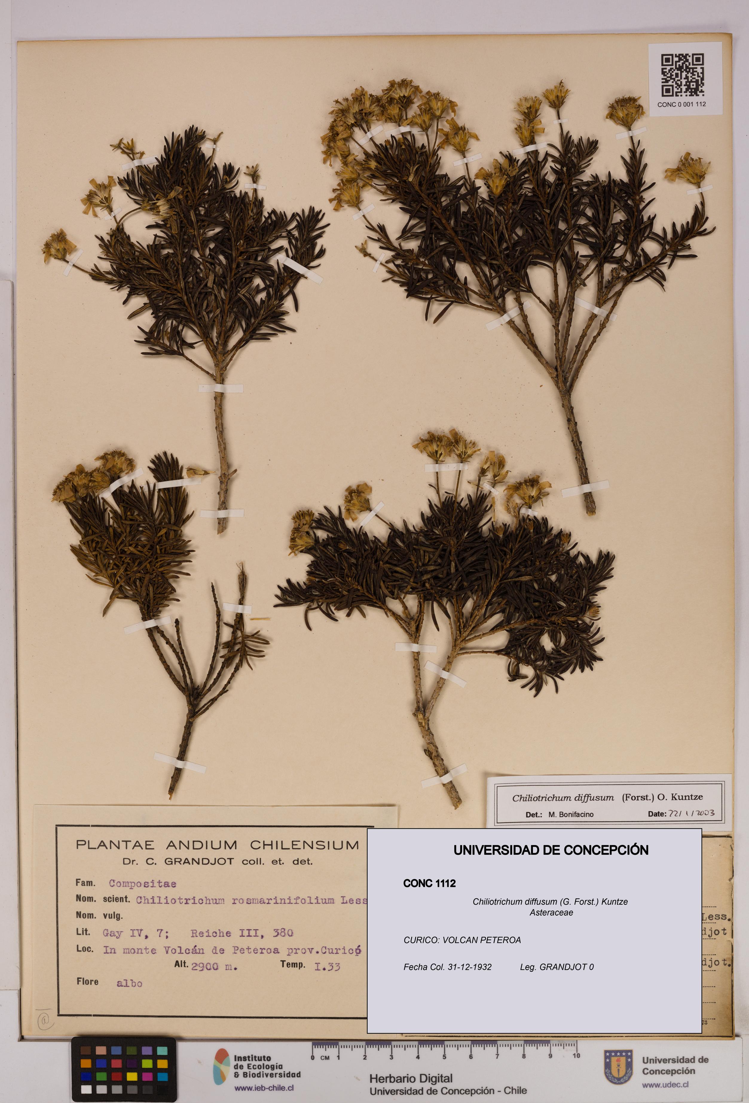 Chiliotrichum diffusum [Espécimen: UDEC:CONC:0001112]