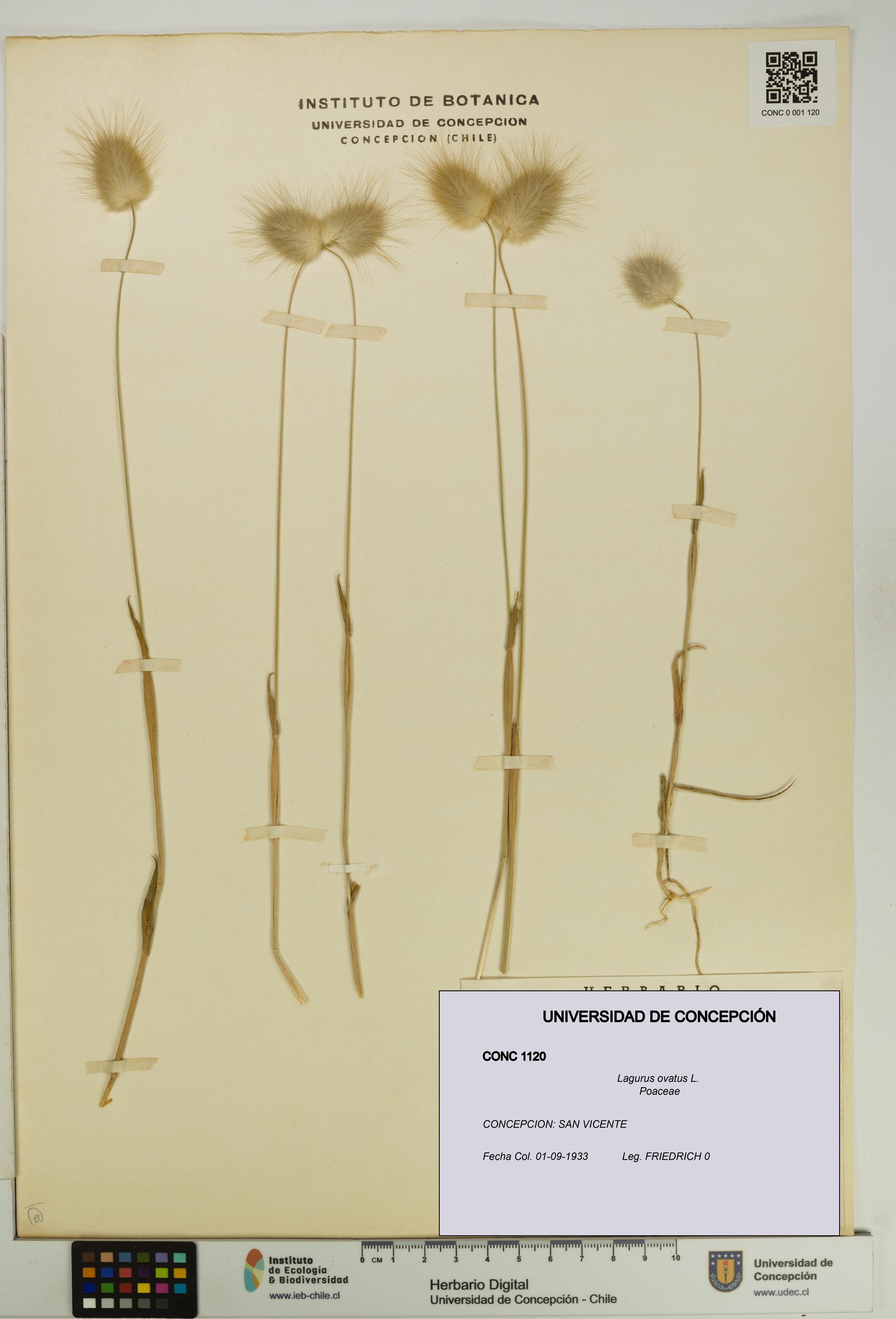 Lagurus ovatus [Espécimen: UDEC:CONC:0001120]