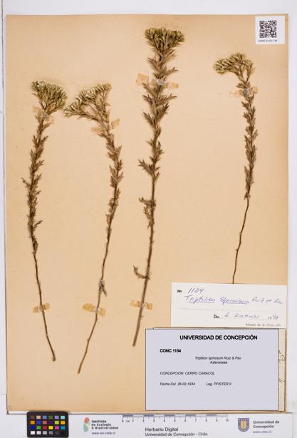 Triptilion spinosum [Espécimen: ]