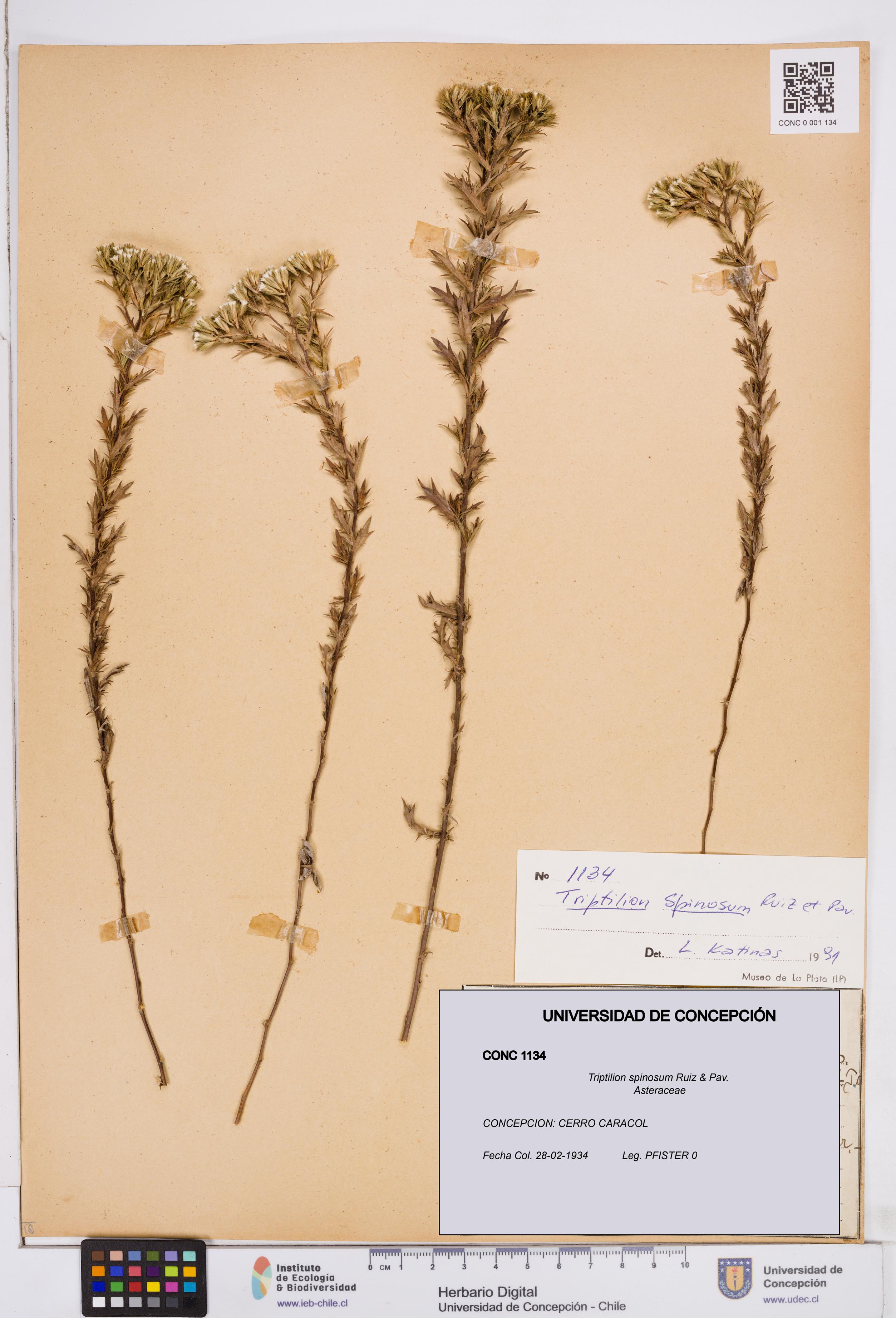 Triptilion spinosum [Espécimen: ]