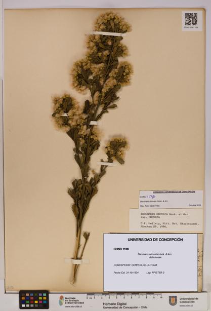 Baccharis obovata [Espécimen: UDEC:CONC:0001138]