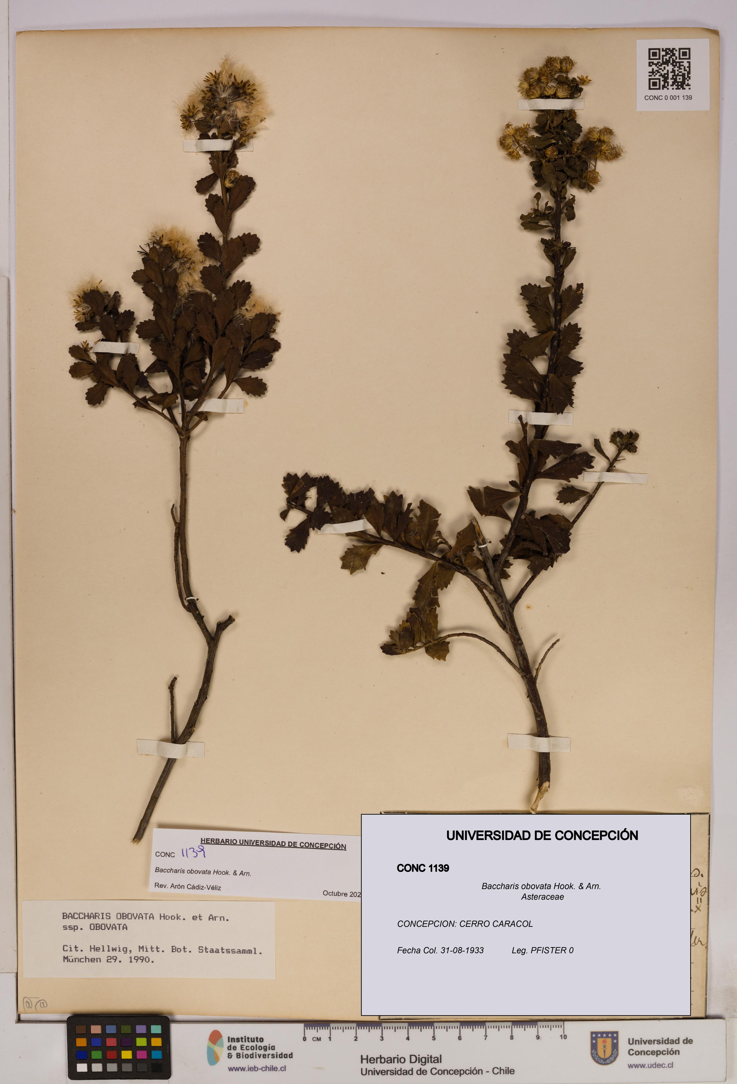 Baccharis obovata [Espécimen: UDEC:CONC:0001139]