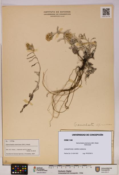 Gamochaeta americana [Espécimen: UDEC:CONC:0001140]