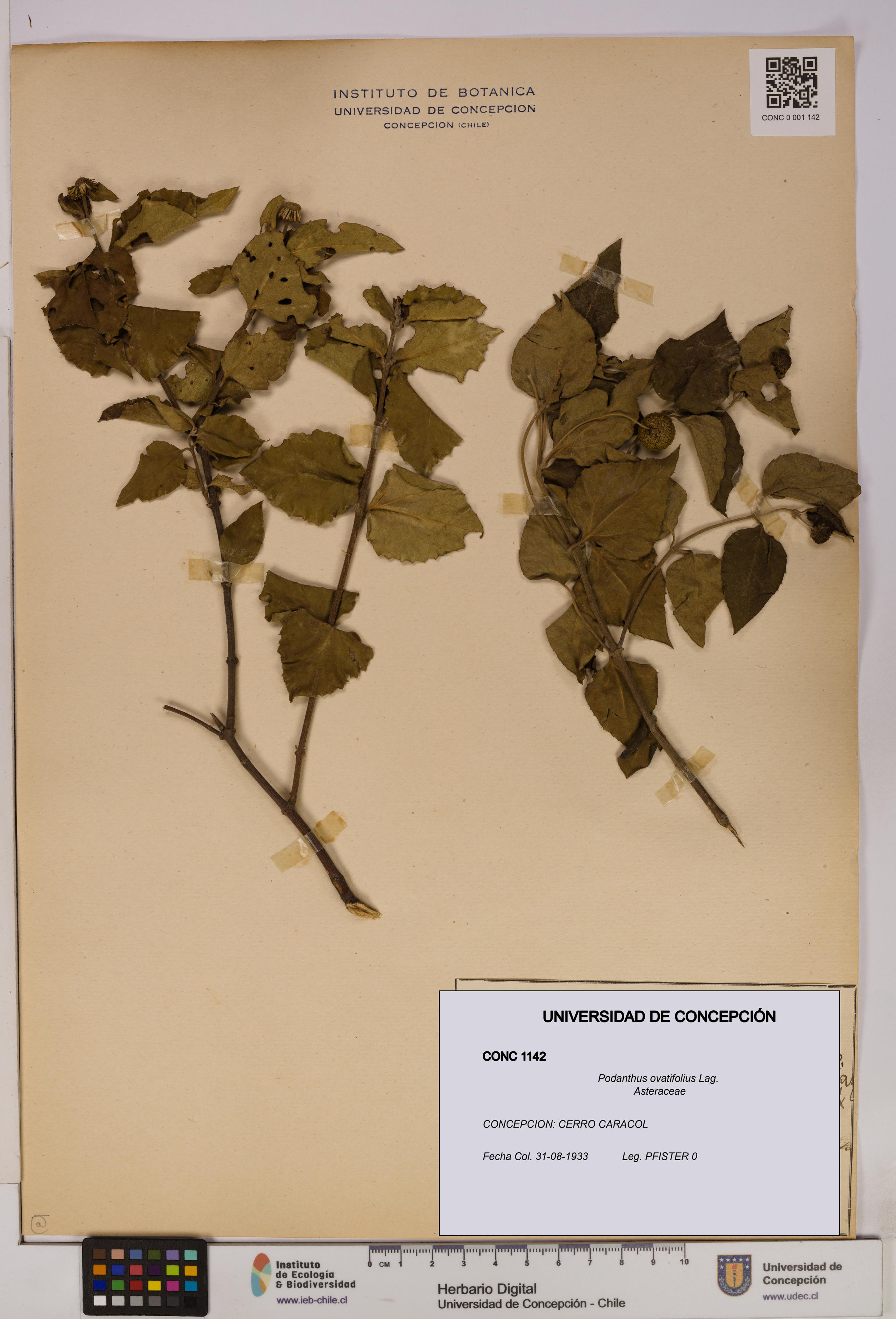 Podanthus ovatifolius [Espécimen: ]