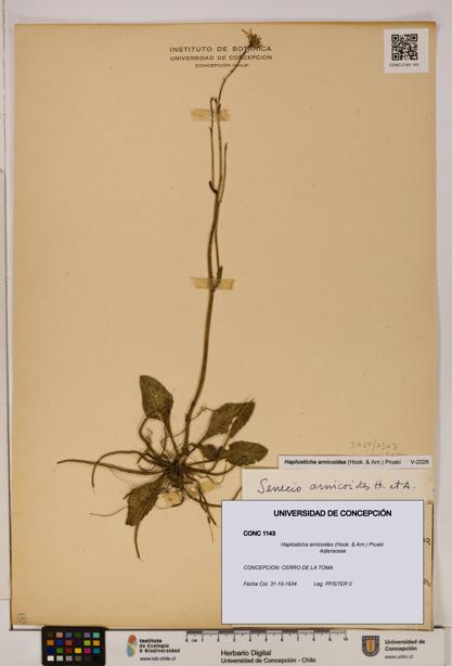 Haplosticha arnicoides [Espécimen: UDEC:CONC:0001143]