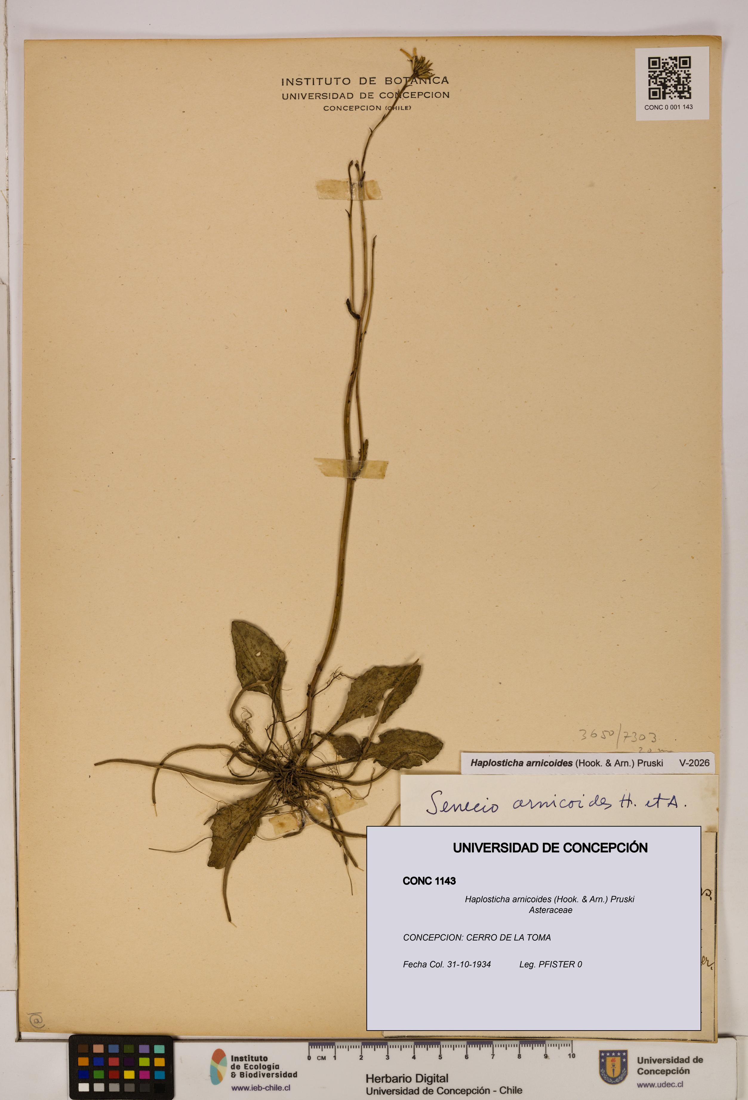 Haplosticha arnicoides [Espécimen: UDEC:CONC:0001143]