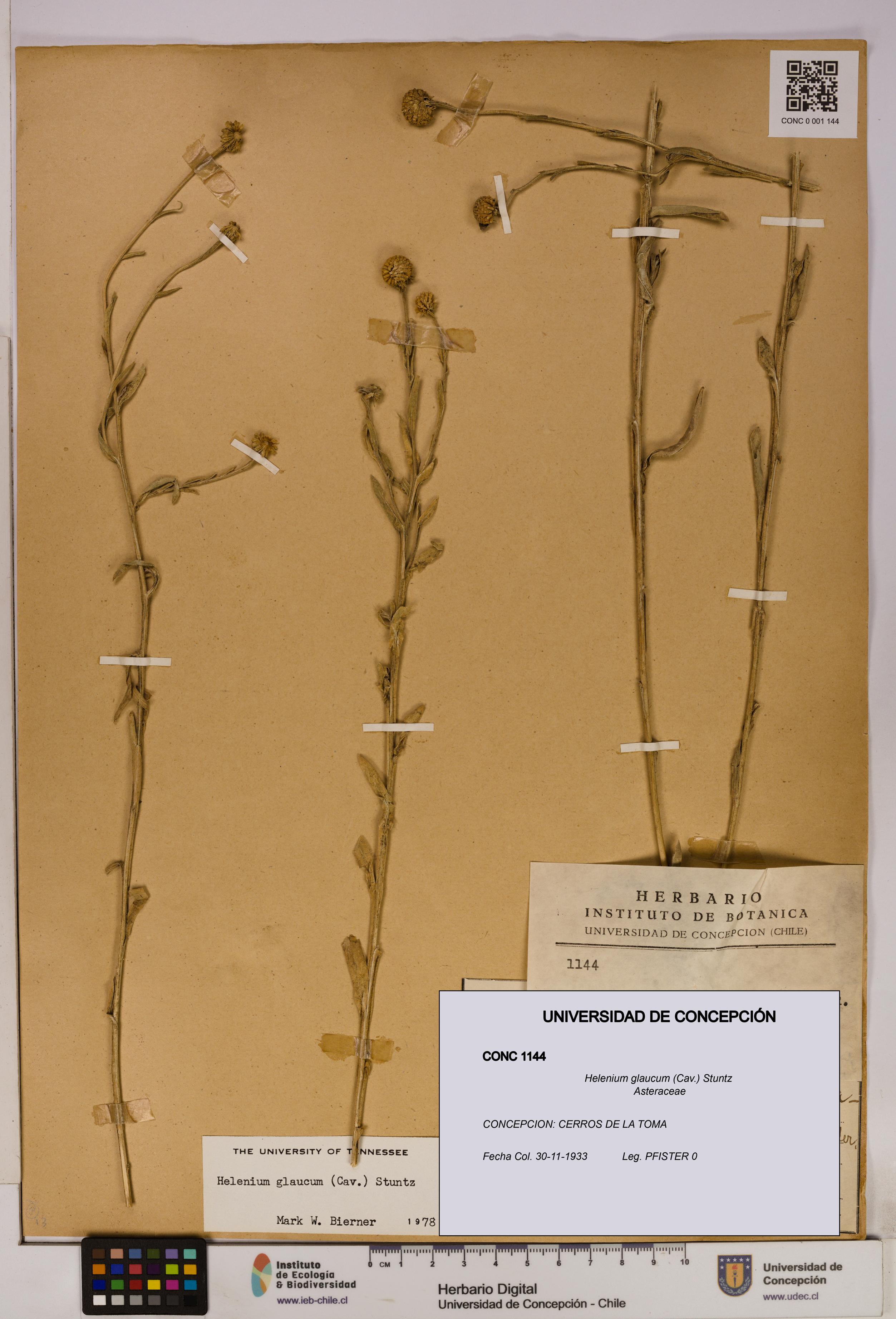 Helenium glaucum [Espécimen: UDEC:CONC:0001144]