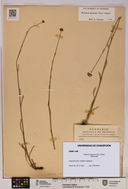 Helenium glaucum [Espécimen: UDEC:CONC:0001145]