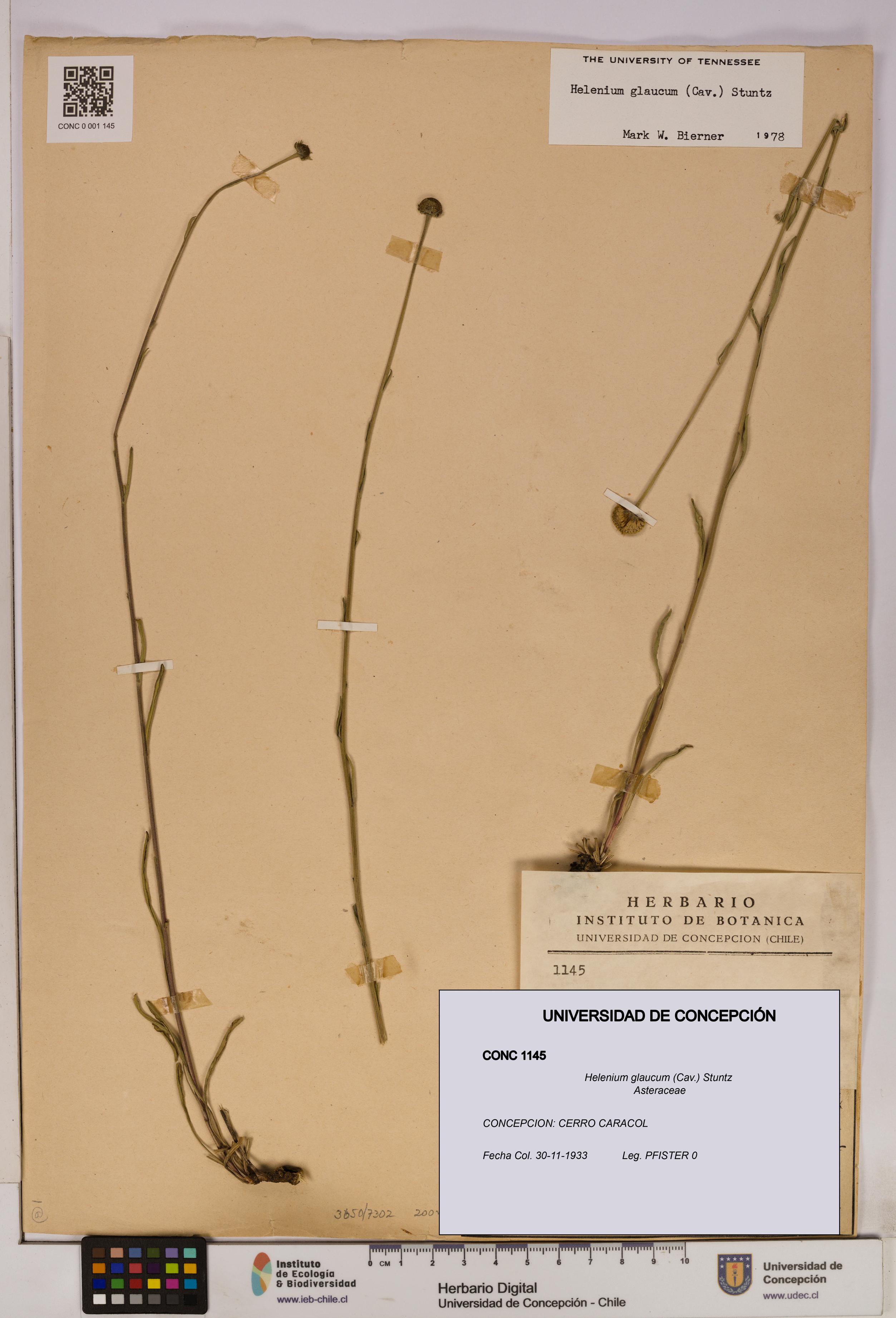 Helenium glaucum [Espécimen: UDEC:CONC:0001145]