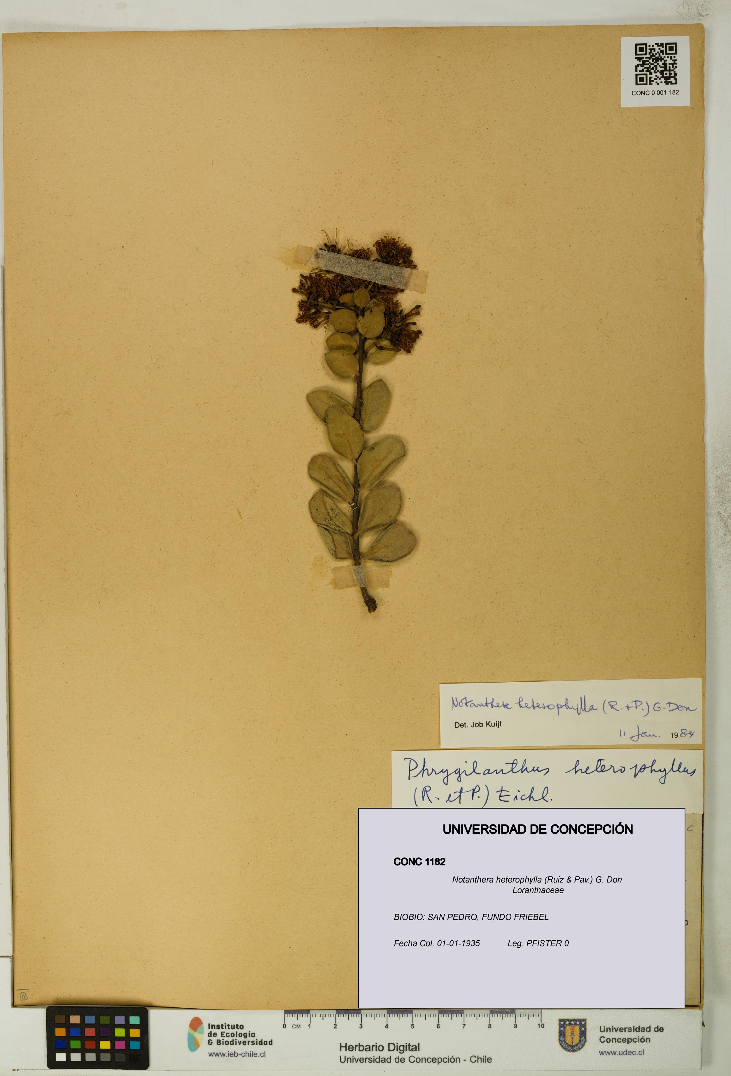 Notanthera heterophylla [Espécimen: UDEC:CONC:0001182]