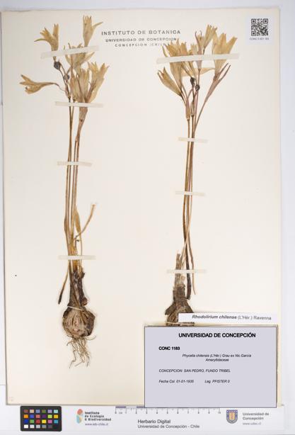Phycella chilensis [Espécimen: UDEC:CONC:0001183]