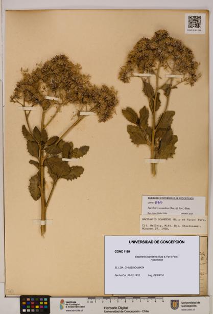 Baccharis scandens [Espécimen: UDEC:CONC:0001188]