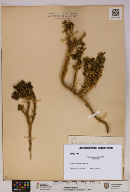 Haplopappus rigidus [Espécimen: UDEC:CONC:0001193]