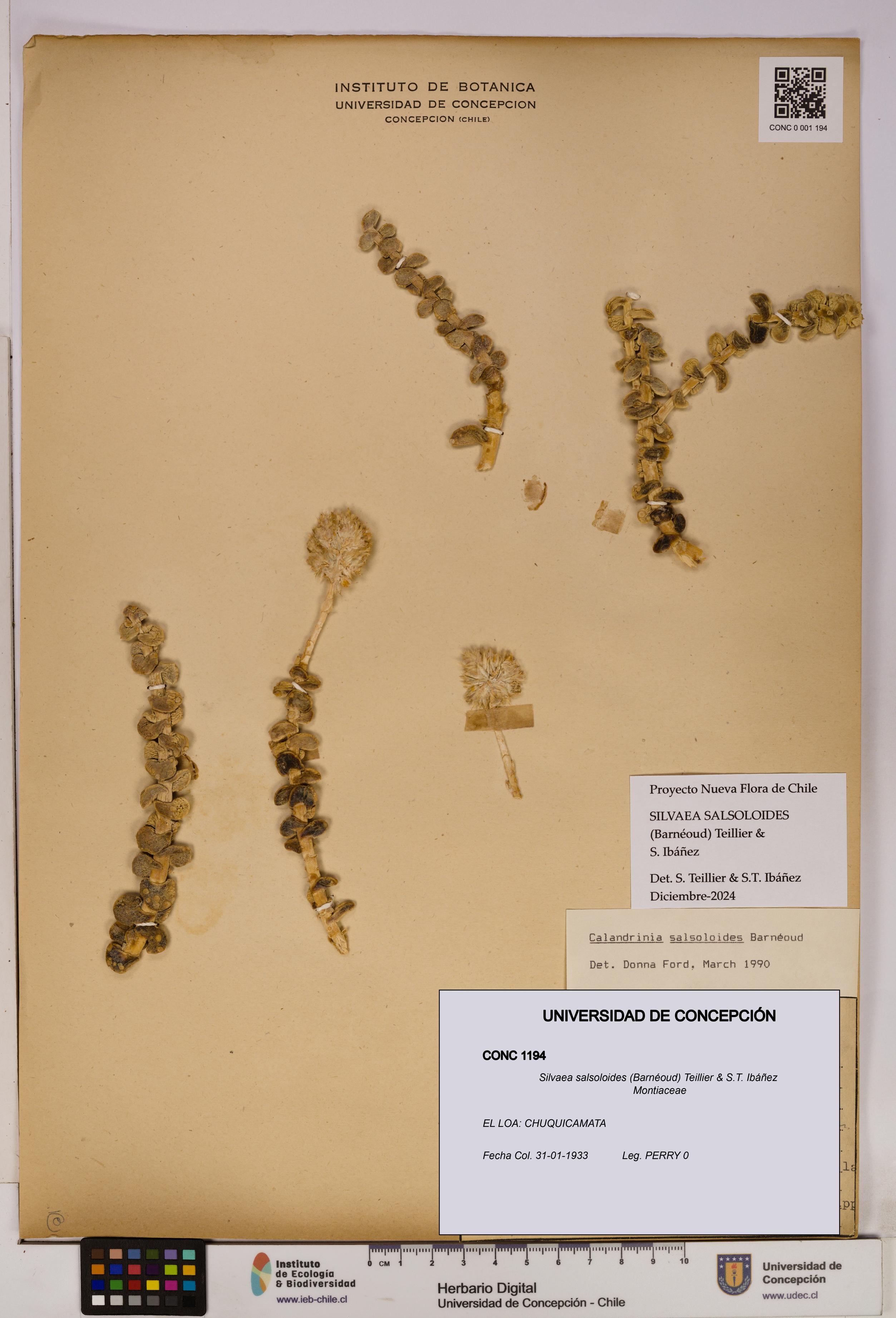 Silvaea salsoloides [Espécimen: UDEC:CONC:0001194]