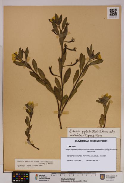 Ludwigia peploides [Espécimen: UDEC:CONC:0001207]