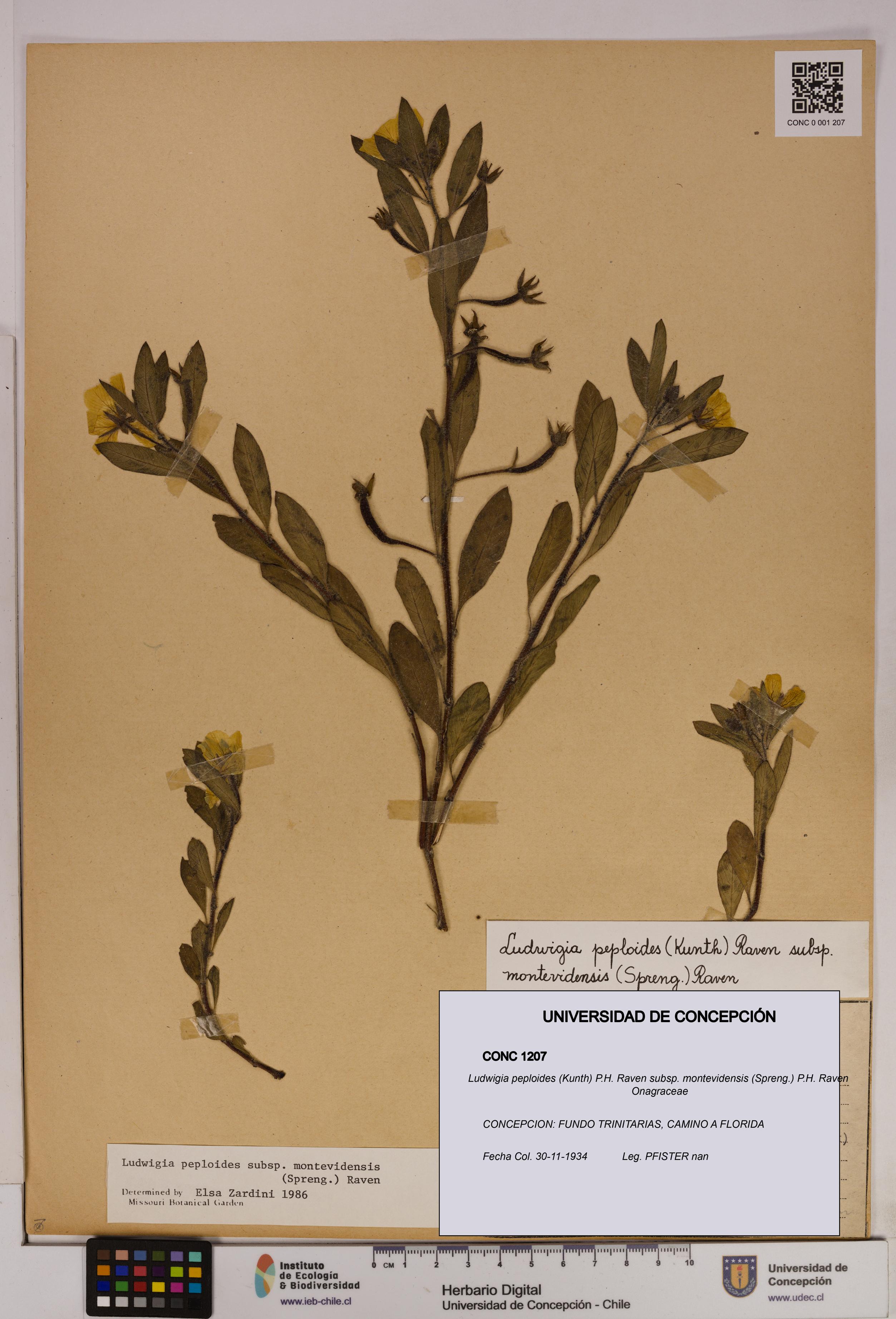 Ludwigia peploides [Espécimen: UDEC:CONC:0001207]