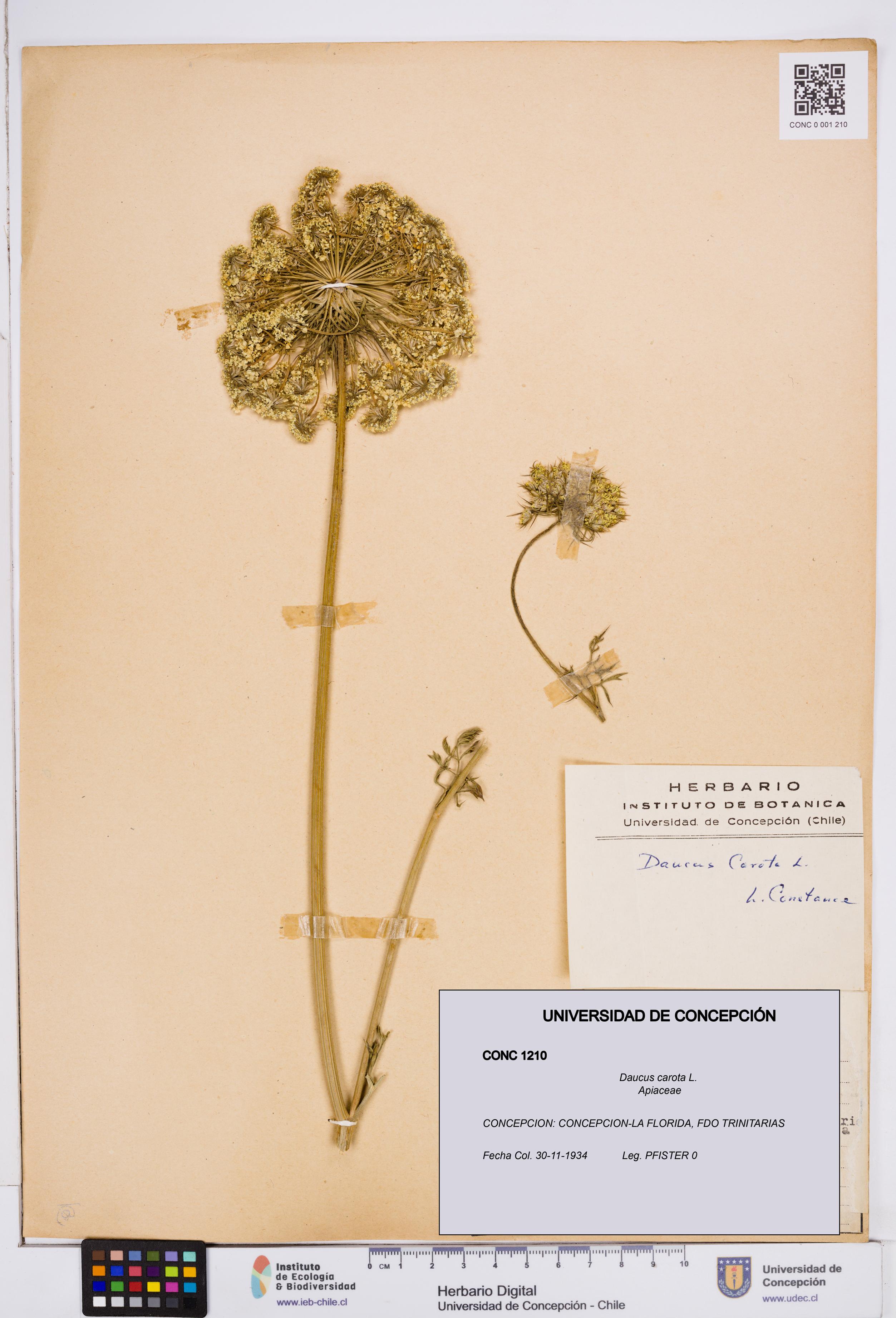 Daucus carota [Espécimen: ]