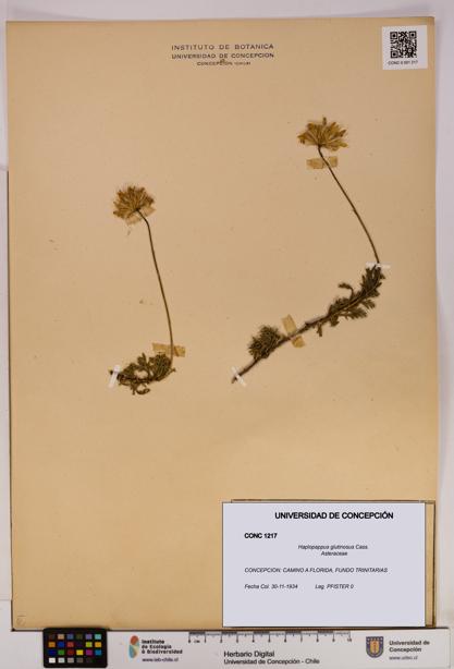 Haplopappus glutinosus [Espécimen: UDEC:CONC:0001217]