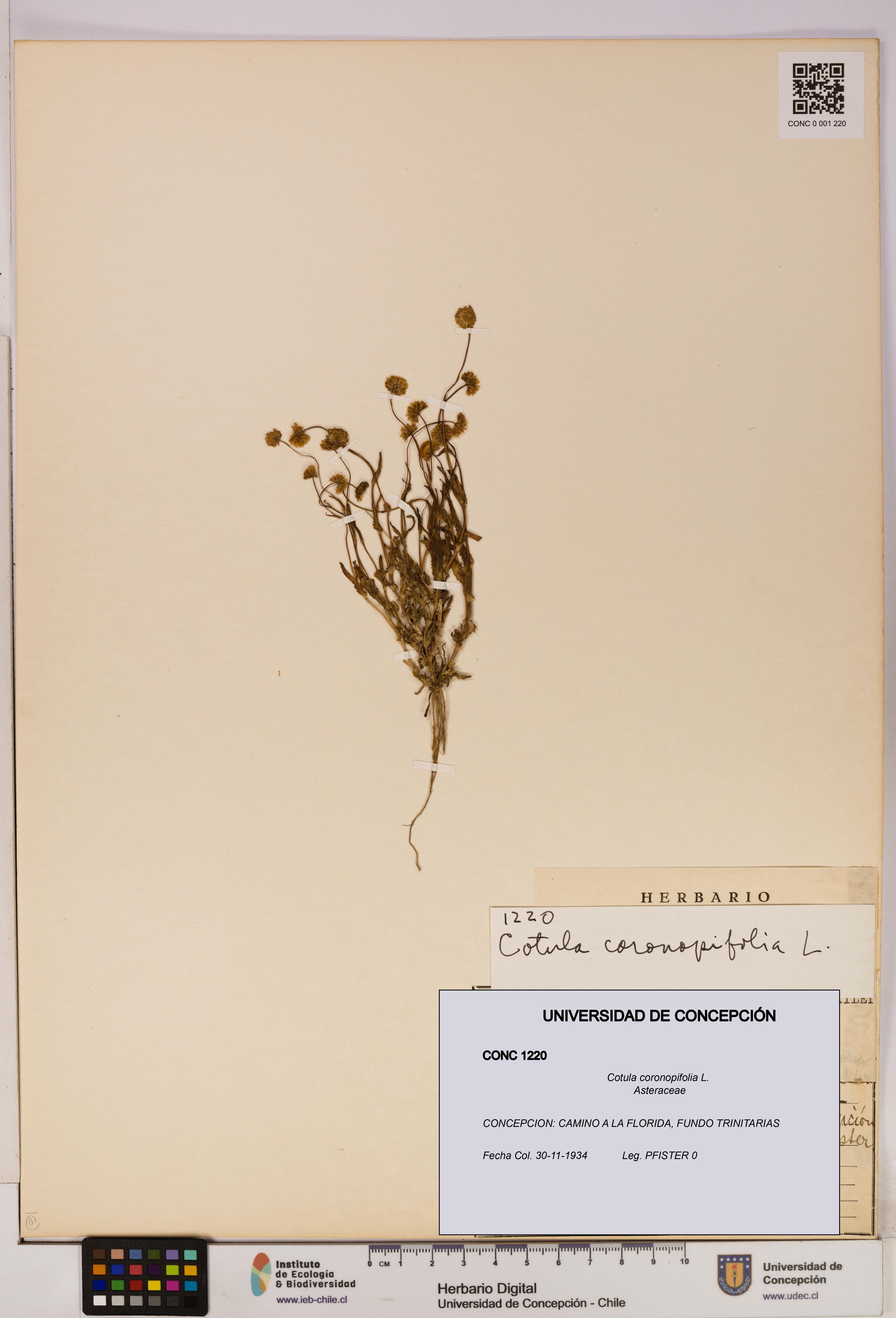 Cotula coronopifolia [Espécimen: UDEC:CONC:0001220]
