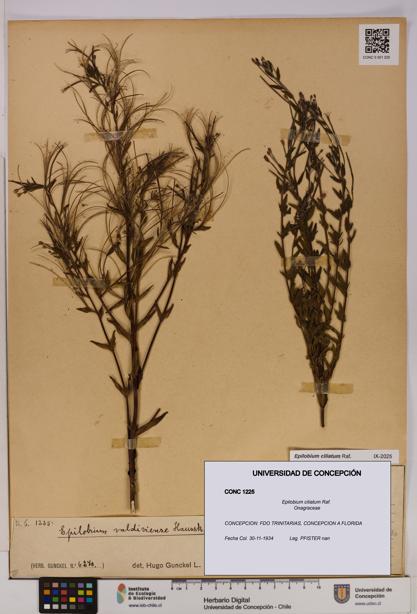 Epilobium ciliatum [Espécimen: UDEC:CONC:0001225]