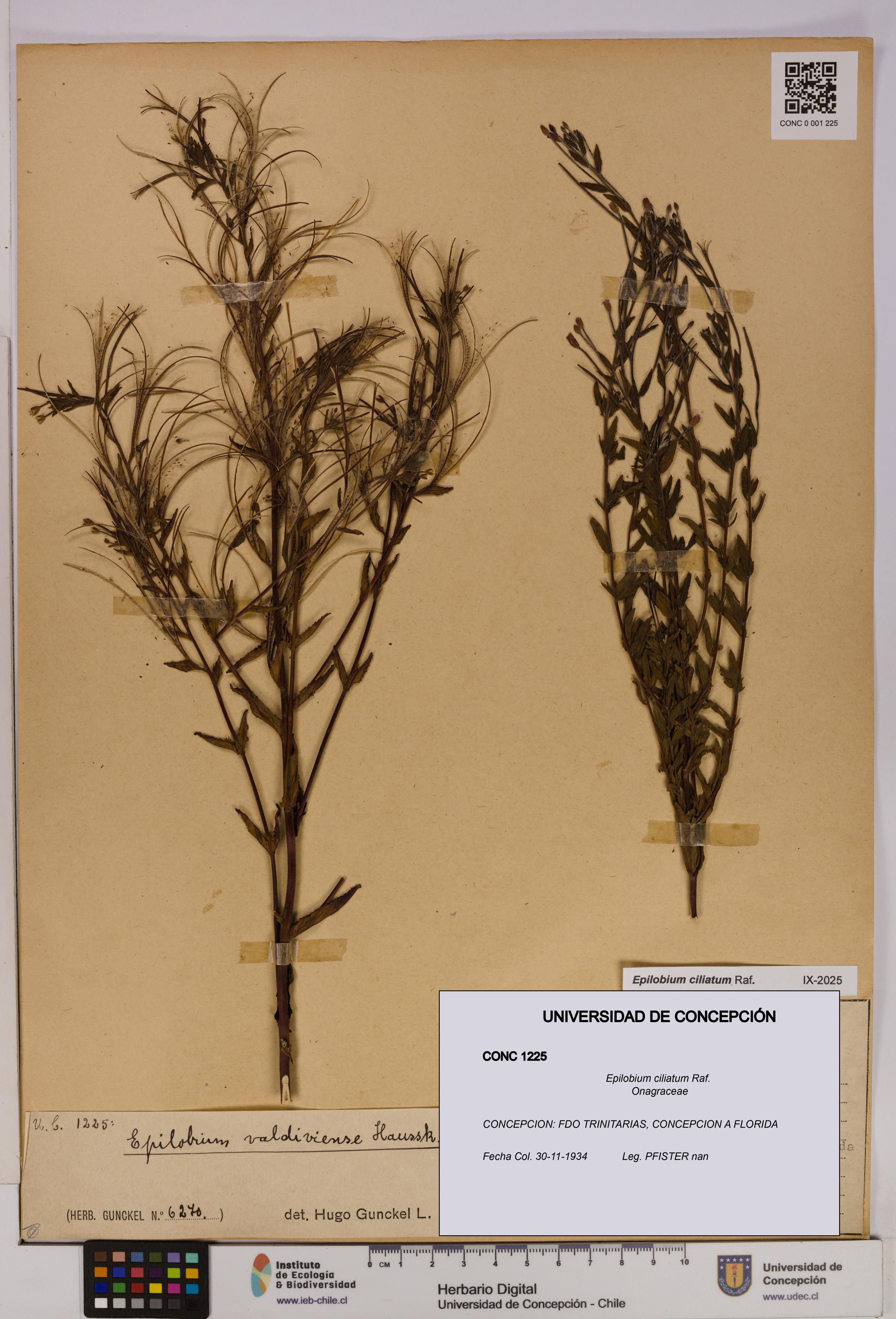 Epilobium ciliatum [Espécimen: UDEC:CONC:0001225]