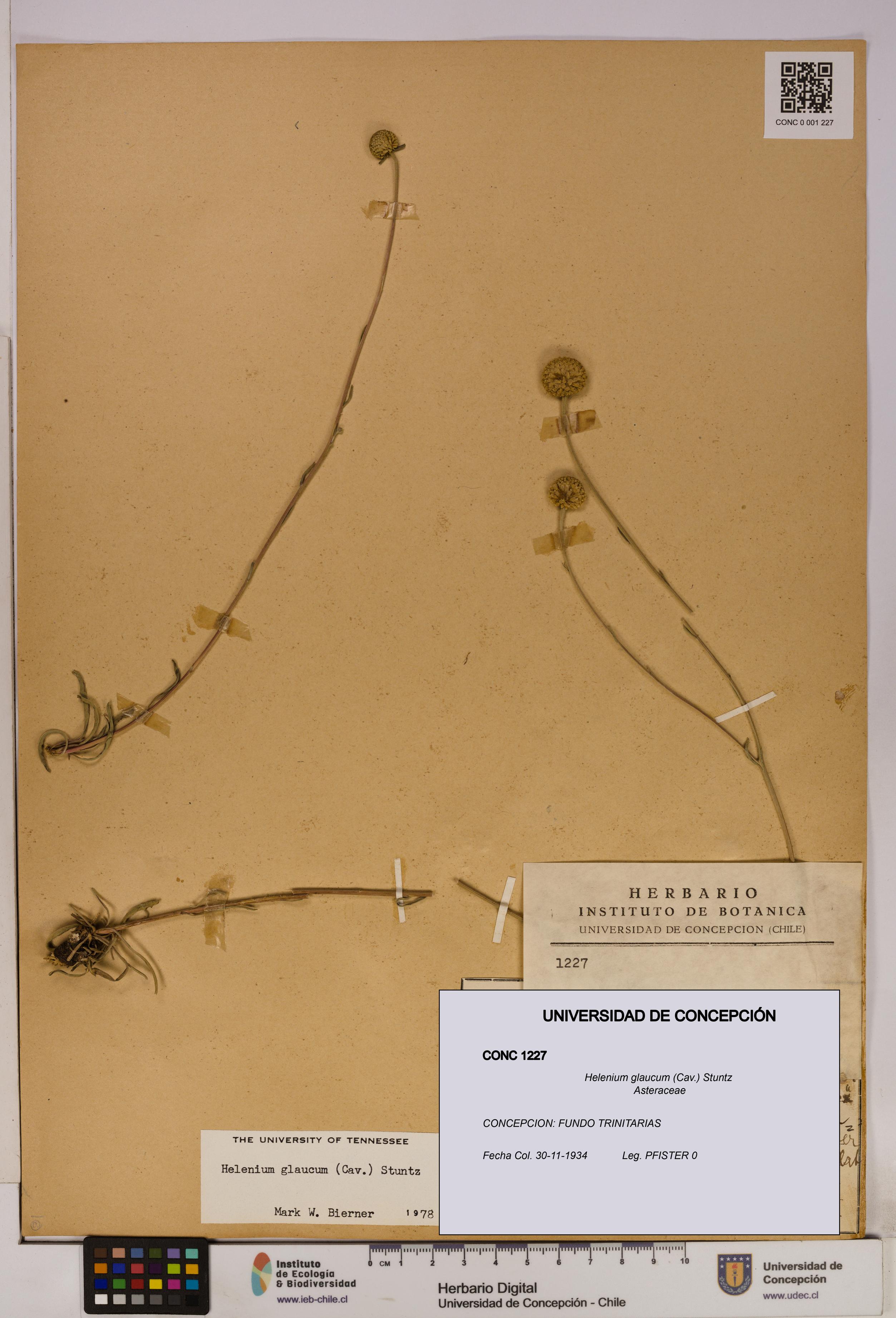 Helenium glaucum [Espécimen: UDEC:CONC:0001227]