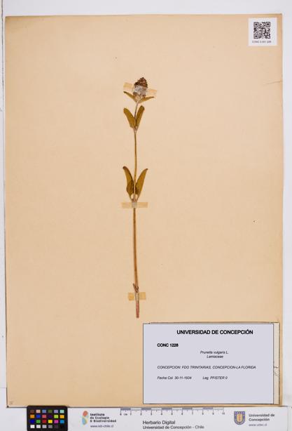 Prunella vulgaris [Espécimen: ]
