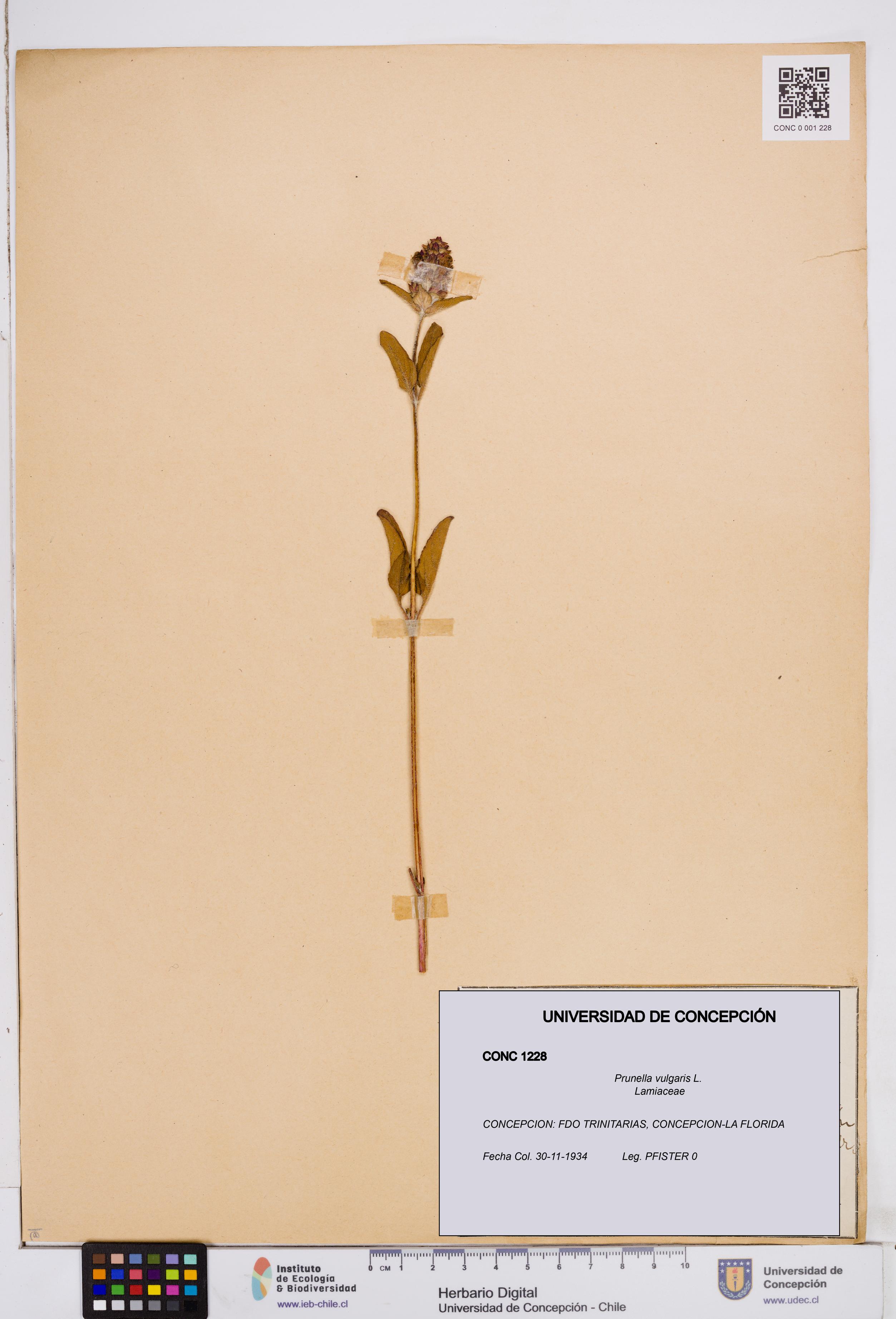 Prunella vulgaris [Espécimen: ]