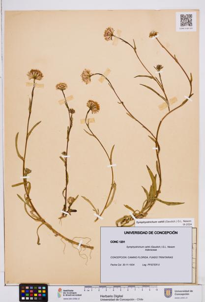 Symphyotrichum vahlii [Espécimen: ]