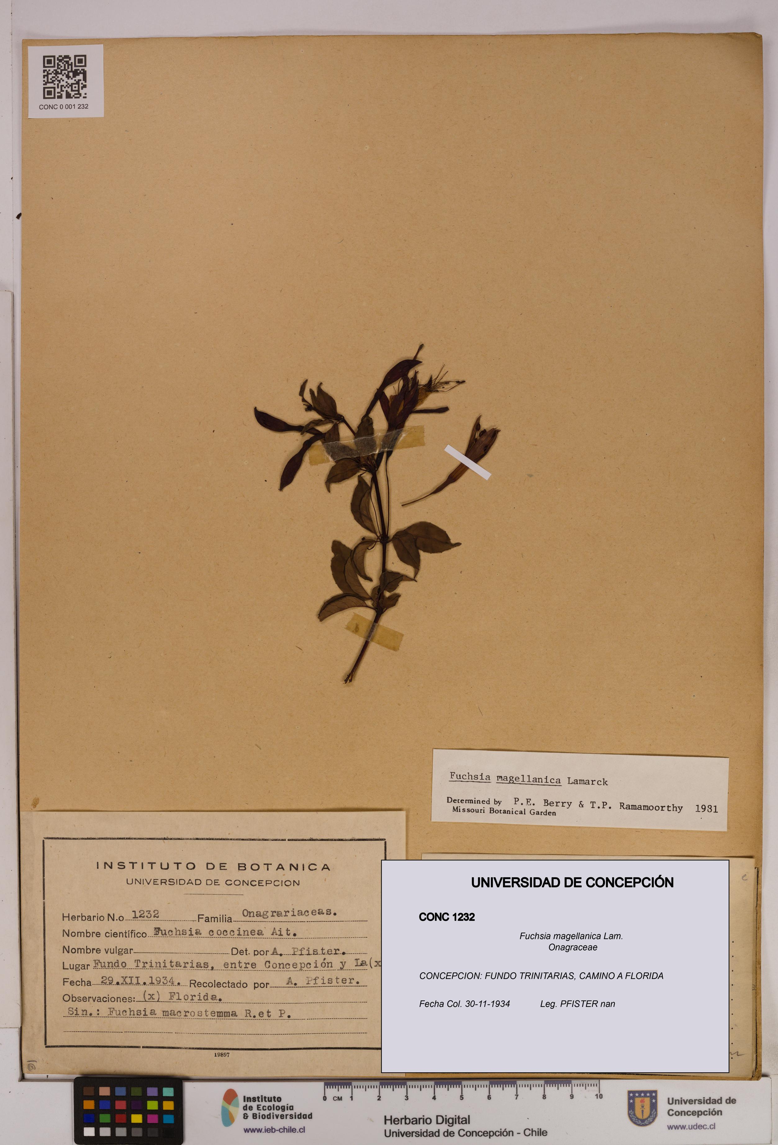 Fuchsia magellanica [Espécimen: UDEC:CONC:0001232]