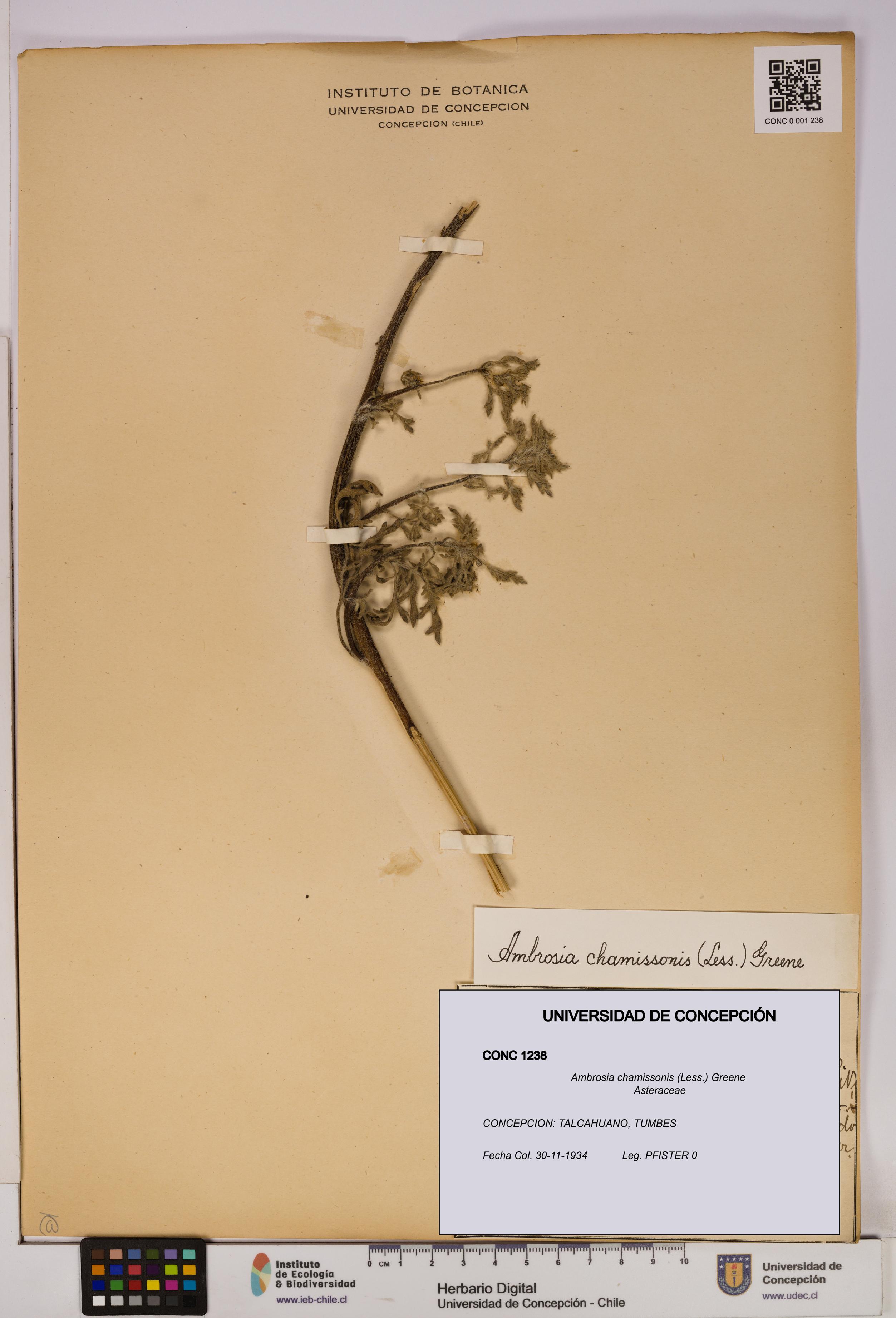 Ambrosia chamissonis [Espécimen: UDEC:CONC:0001238]