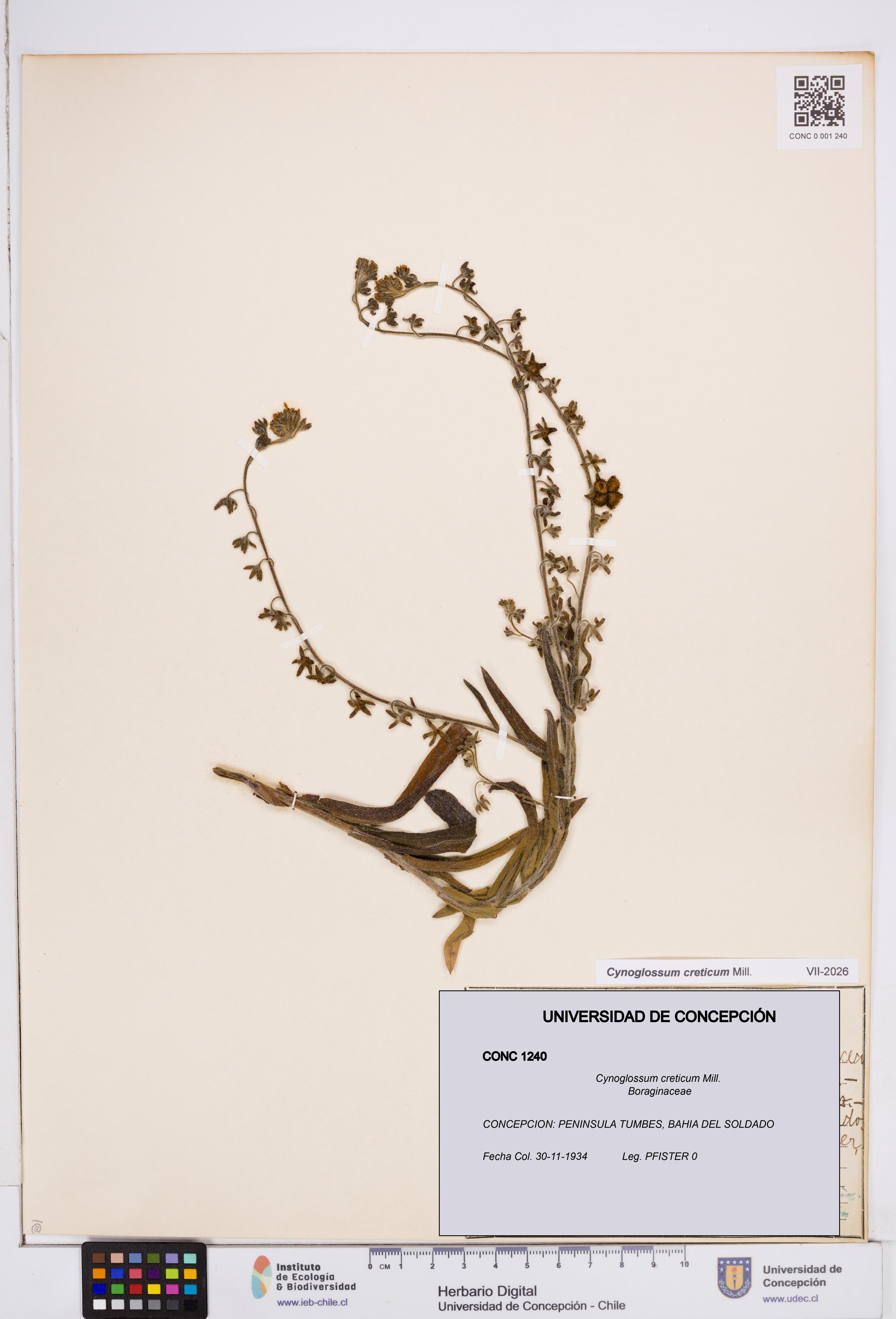 Cynoglossum creticum [Espécimen: ]