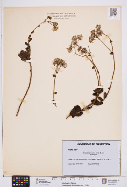 Senecio nigrescens [Espécimen: ]