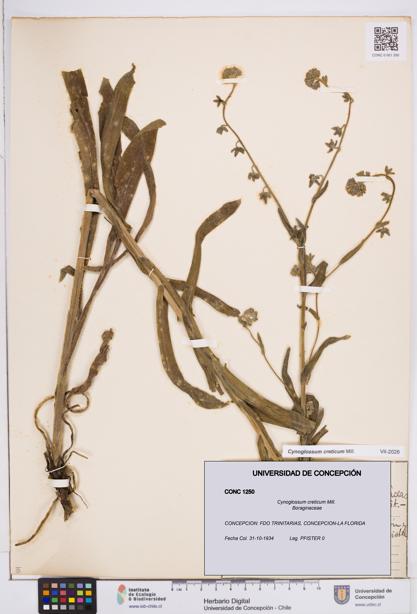 Cynoglossum creticum [Espécimen: ]