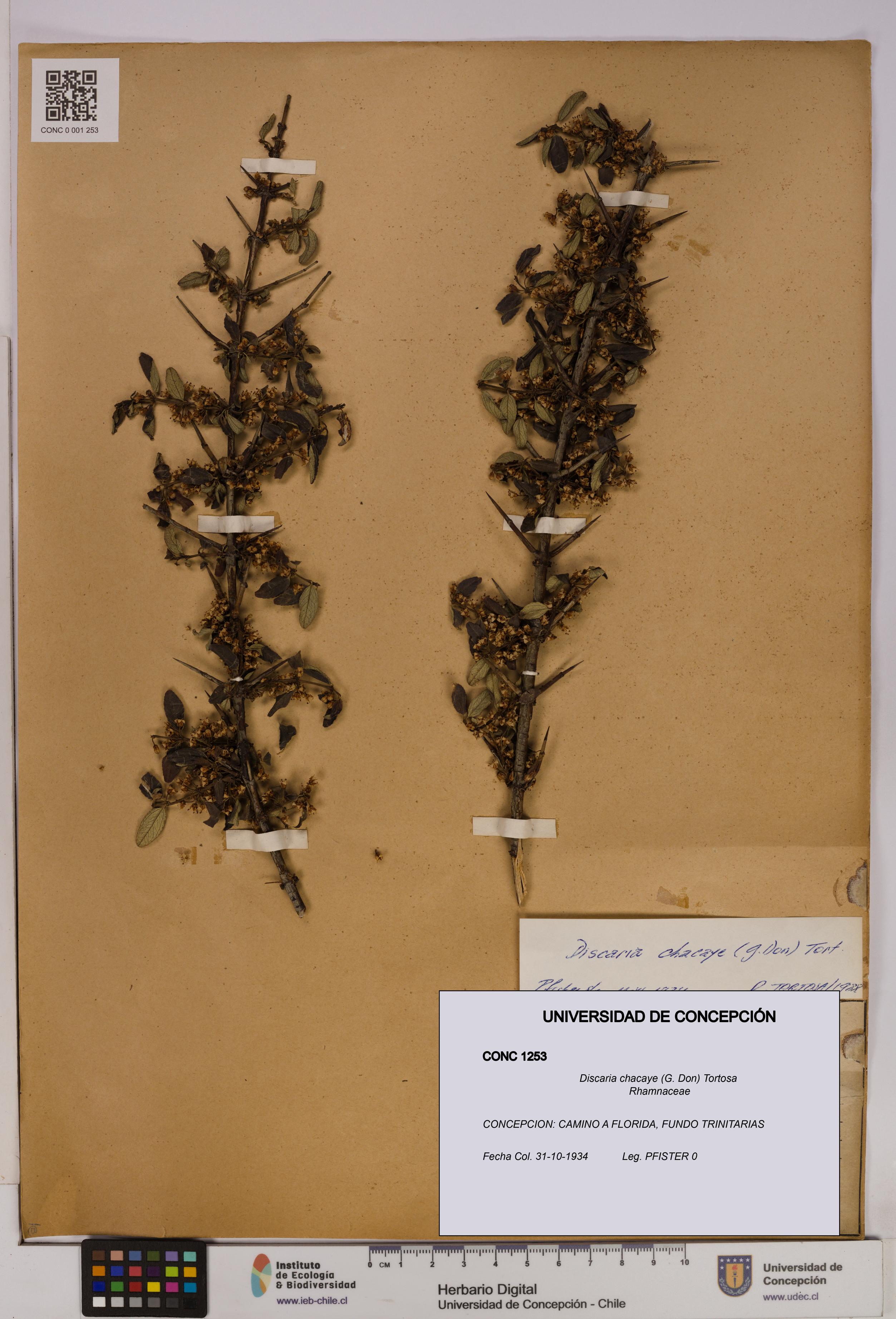 Discaria chacaye [Espécimen: UDEC:CONC:0001253]