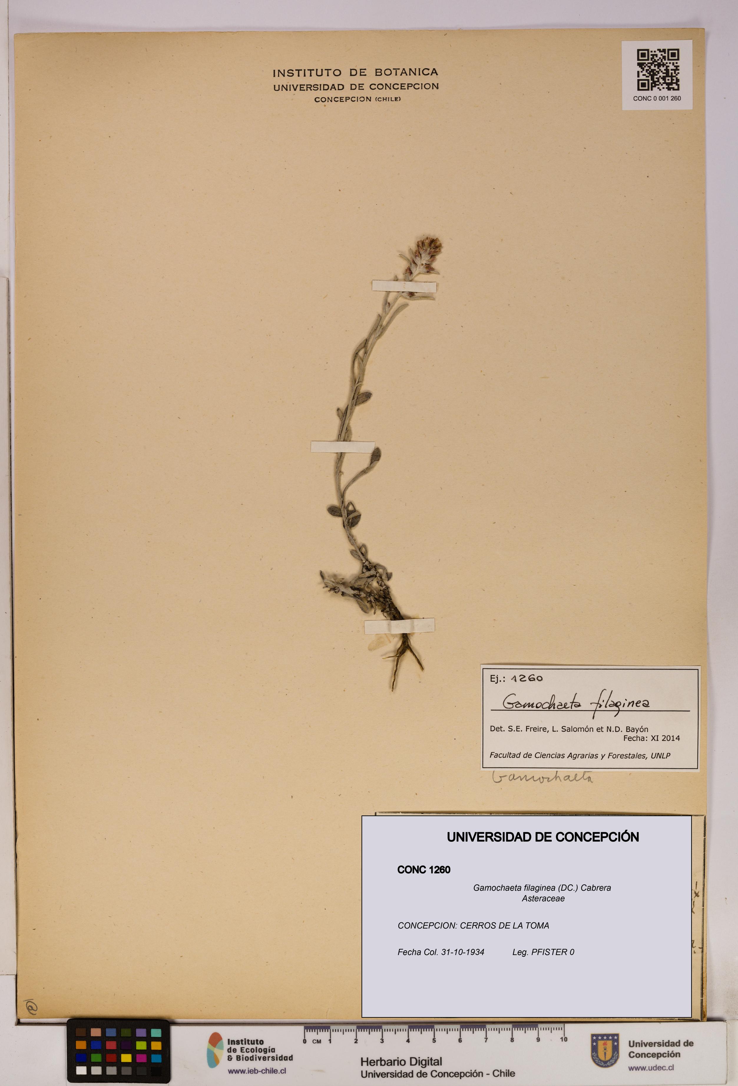 Gamochaeta filaginea [Espécimen: UDEC:CONC:0001260]