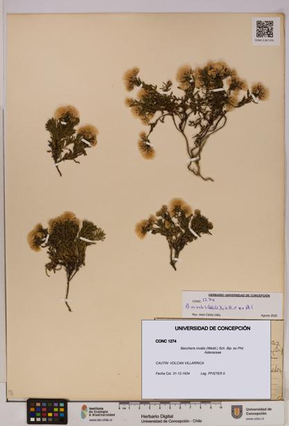 Baccharis nivalis [Espécimen: UDEC:CONC:0001274]