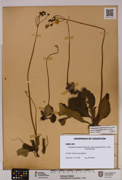 Calceolaria corymbosa [Espécimen: UDEC:CONC:0001275]